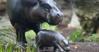 The Pygmy Hippopotamus: A Fascinating Look at This Unique Animal