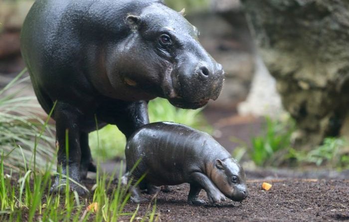 The Pygmy Hippopotamus: A Fascinating Look at This Unique Animal